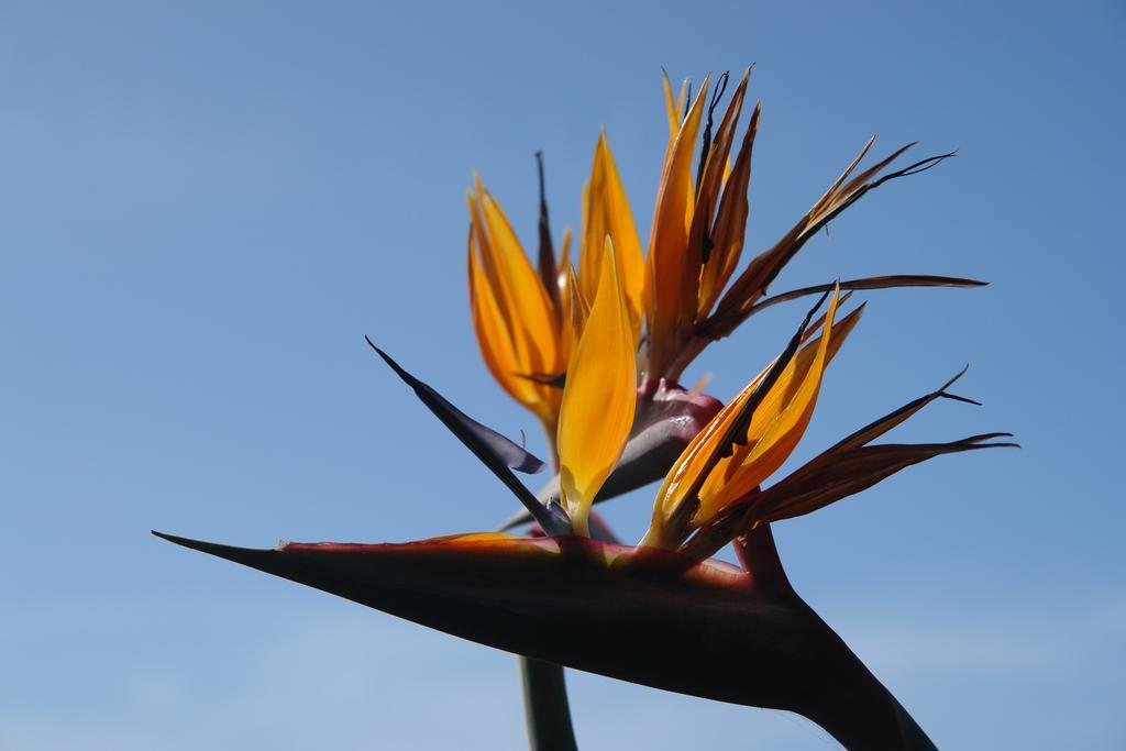 Quinta Sao Goncalo Villa ฟุงชาล ภายนอก รูปภาพ